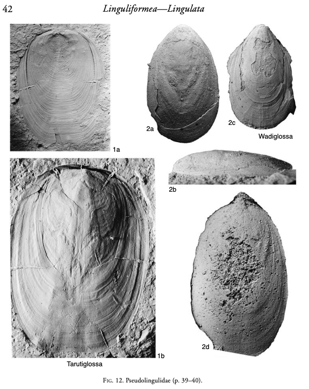 Fossil Image